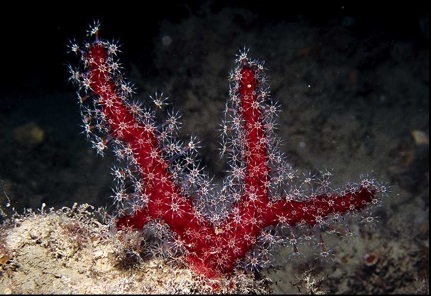 Alcyonium acaule